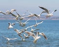 Flock of seagulls Larus michahellis are flying over the sea Royalty Free Stock Photo