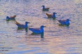 A flock of seagulls in fish pond of Maayan Zvi in northwestern Israel
