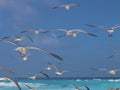 Flock of seagulls over the carribean