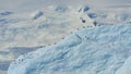 Flock of seagulls resting on an iceberg