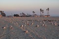 A flock of seagulls resting in long beach