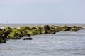 A flock of seagulls resting on a formation of rocks off the coast of wadden sea island Texel in the Netherlands Royalty Free Stock Photo