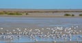A Flock of Seagulls resting in the Wildlife Refuge on Bolivar Peninsula, Texas