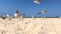 Flock of seagulls on the shore