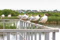 A flock of cute seagulls sits on a fence against the background of a green meadow and cloudy sky Royalty Free Stock Photo