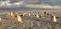 A flock of seagulls sitting on the beach in early October