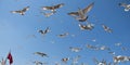 Flock of seagulls skying  in the sky Royalty Free Stock Photo