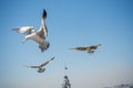 Flock of seagulls skying  in the sky Royalty Free Stock Photo