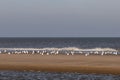 A flock of seagulls standing on the beach close to the waterline Royalty Free Stock Photo