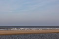 A flock of seagulls standing on the beach close to the waterline Royalty Free Stock Photo