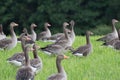 A flock of seagulls are standing in the grass Royalty Free Stock Photo