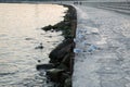 A Flock of Seagulls standing near the sea, Brown-headed Gull, Birds flying migration concept . A Flock of Seagulls standing near