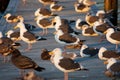 Flock Of Seagulls Standing And Sitting On Dock Royalty Free Stock Photo