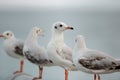 Flock of seagulls standing on stone fence on the blue sky Science name is Charadriiformes Laridae . Selective focus and shallow