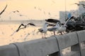 Flock of seagulls standing on stone fence on the blue sky Science name is Charadriiformes Laridae . Selective focus and shallow Royalty Free Stock Photo