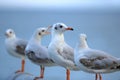 Flock of seagulls standing on stone fence on the blue sky Science name is Charadriiformes Laridae . Selective focus and shallow Royalty Free Stock Photo