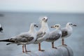 Flock of seagulls standing on stone fence. Selective focus and shallow depth of field. Royalty Free Stock Photo