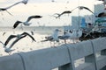 Flock of seagulls standing on stone fence. Selective focus and shallow depth of field. Royalty Free Stock Photo