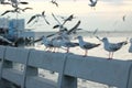 Flock of seagulls standing on stone fence. Selective focus and shallow depth of field. Royalty Free Stock Photo