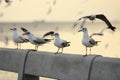 Flock of seagulls standing on stone fence during sunset Science name is Charadriiformes Laridae . Selective focus and shallow d Royalty Free Stock Photo