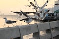 Flock of seagulls standing on stone fence during sunset Science name is Charadriiformes Laridae . Selective focus and shallow d