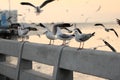 Flock of seagulls standing on stone fence during sunset sky background. Science name is Charadriiformes Laridae . Selective foc