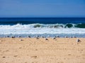 Flock of Seagulls Standing on Yellow Sand pacific Ocean Beach, Australia.