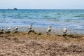 A flock of seagulls stands on a pile of algae on the Black Sea coast with dirty water Zaliznyi Port, Kherson region, Ukraine.