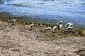 A flock of seagulls stands on the swampy shore of the Black Sea in Zaliznyi port Ukraine. Seabirds stand on a pile of washed up
