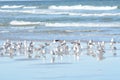 The flock of seagulls takes to the air from their tidal pool grows as more birds join the gathering Royalty Free Stock Photo