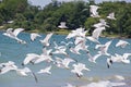 Flock of seagulls taking off Royalty Free Stock Photo