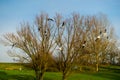 Flock of seagulls on trees and blue sky background in winter