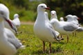 Flock of Seagulls waiting for chips at the park Royalty Free Stock Photo