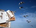 Flock of seagulls waiting to feed on fast food discarded on a seside town seafront. Royalty Free Stock Photo