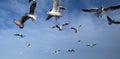 Flock of seagulls waiting to feed on fast food discarded on a seside town seafront. Royalty Free Stock Photo