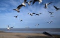 Flock of seagulls waiting to feed on fast food discarded on a seside town seafront. Royalty Free Stock Photo