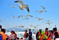 A flock of seagulls which looking for food