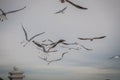 Flock of seaguls flying in a gray sky