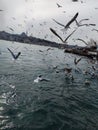 Flock of seaguls flying in a gray sky, ÃÂ°stanbul