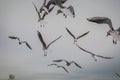 Flock of seaguls flying in a gray sky