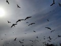 Flock of seaguls flying in a gray sky, ÃÂ°stanbul
