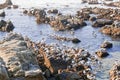 A flock of seaguls on a rocky coast