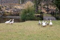 Flock set of wild white ducks walking on the grass in the forest Royalty Free Stock Photo