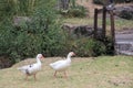 Flock set of wild white ducks walking on the grass in the forest Royalty Free Stock Photo