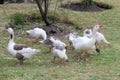 Flock set of wild white ducks walking on the grass in the forest Royalty Free Stock Photo