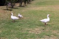 Flock set of wild white ducks walking on the grass in the forest Royalty Free Stock Photo