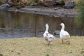 Flock set of wild white ducks walking on the grass in the forest Royalty Free Stock Photo