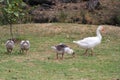 Flock set of wild white ducks walking on the grass in the forest Royalty Free Stock Photo