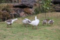 Flock set of wild white ducks walking on the grass in the forest Royalty Free Stock Photo