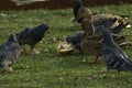 A flock of several pigeons and ducks